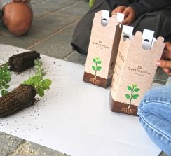 Los alumnos recibieron un pequeño árbol plantado en una caja de cartón biodegradable.