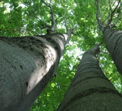 Act4nature reúne a 60 empresas con compromisos comunes e individuales para proteger y restaurar la biodiversidad.