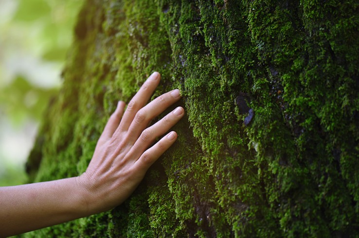 El objetivo de la compañía es proteger los bosques y el medio ambiente.