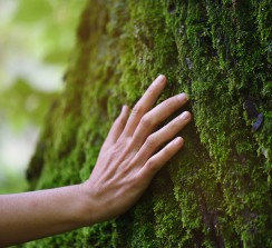 El objetivo de la compañía es proteger los bosques y el medio ambiente.