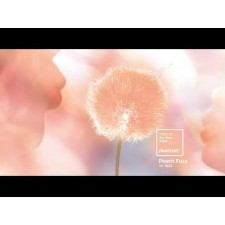 PANTONE 13-1023 Peach Fuzz, the Pantone Color of the Year 2024